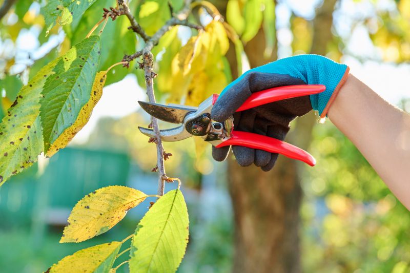 Magnolia Tree Pruning in Allentown, PA