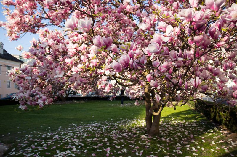 Magnolia Tree Pruning in Reno, NV