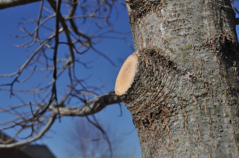 Apple Tree Pruning in Doylestown, PA