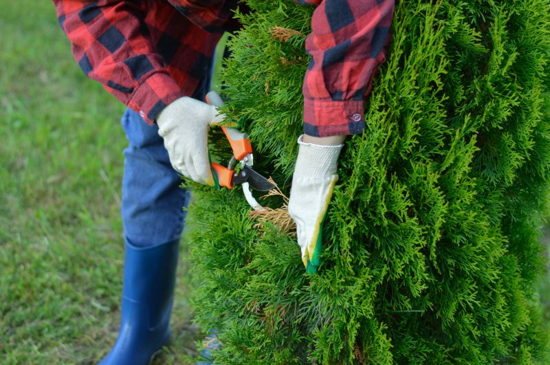 Arborvitae Pruning in Rockwall, TX
