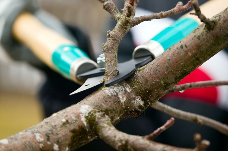 Branches Pruning in Reno, NV