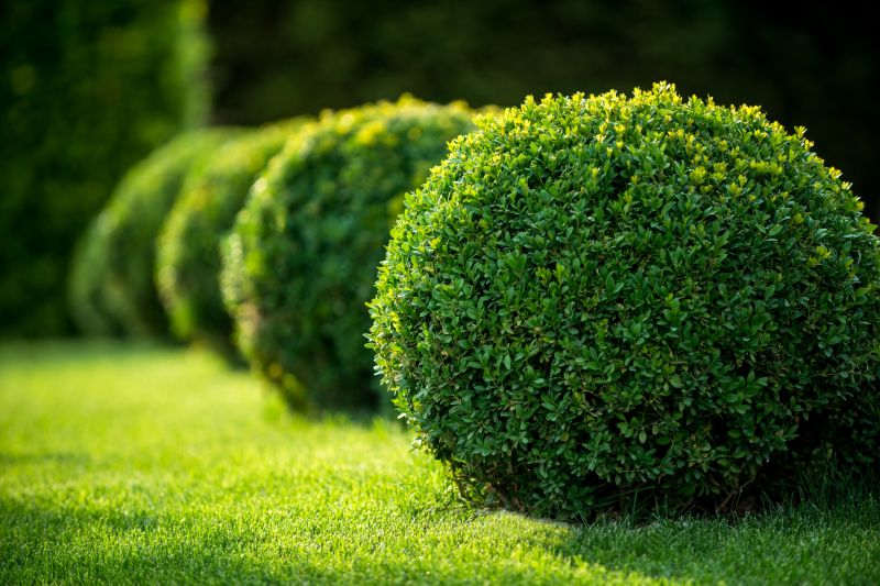 Healthy Dormant Bushes