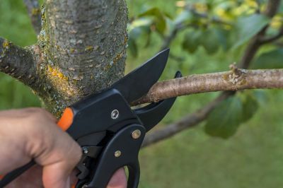 Canopy Pruning in Pottstown, PA