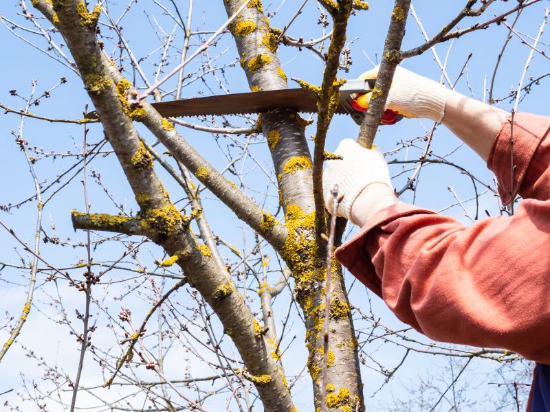 Deadwood Removal in Doylestown, PA