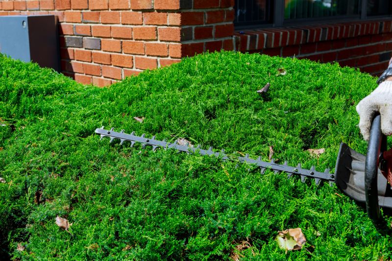 Evergreen Hedge Trimming in Rockwall, TX