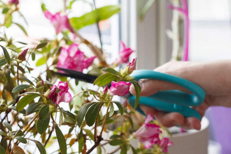 Hydrangea Pruning in Aiken, SC