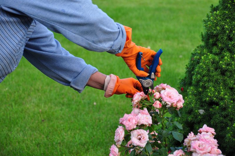 Knockout Roses Pruning in Aiken, SC