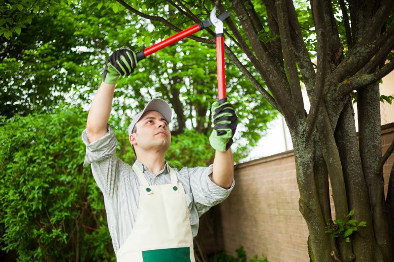 Magnolia Tree Pruning in San Jose, CA