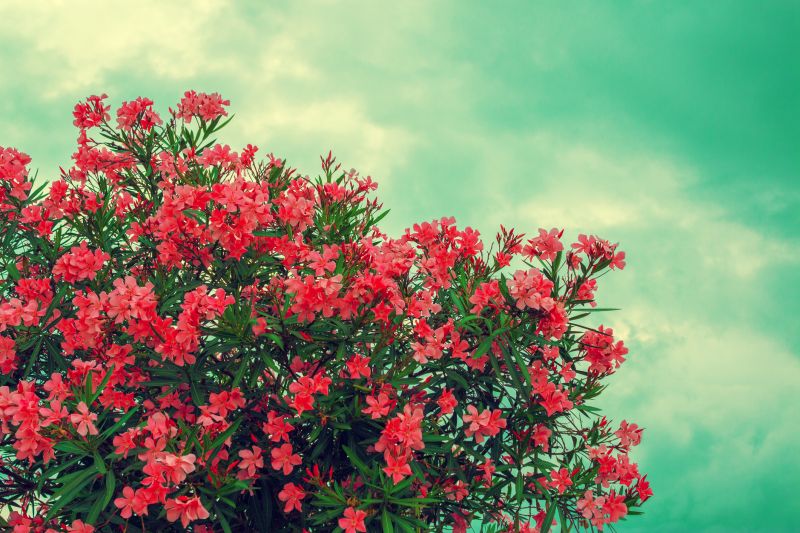 Rhododendron Pruning in Rockwall, TX