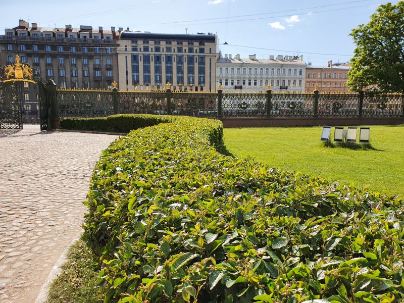 Healthy, Pruned Shrubs