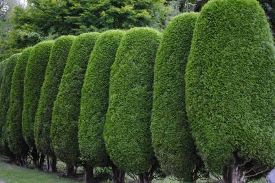 Trimmed Evergreen Shrub