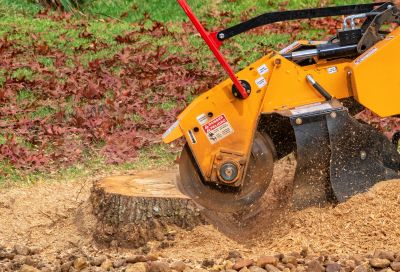 Stump Grinding Service in Calvert County, MD