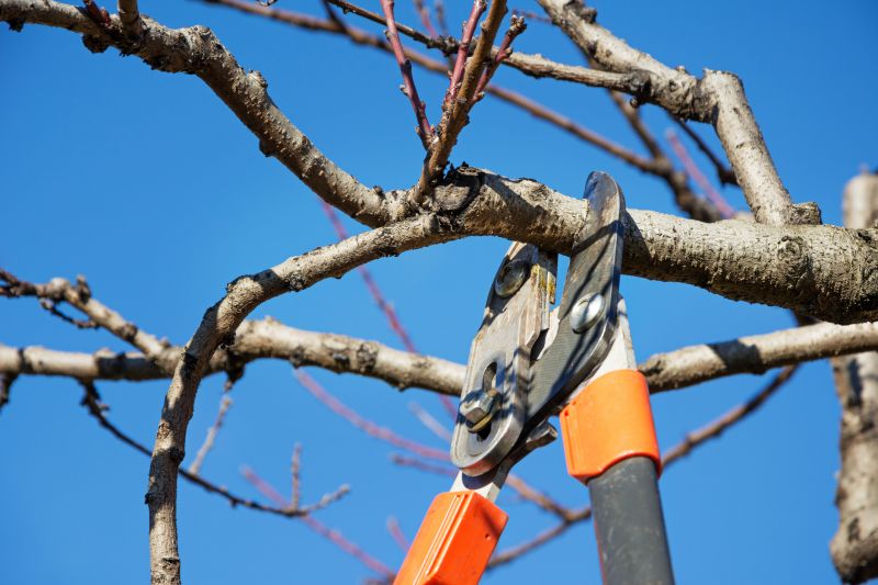 Tree Service in Doylestown, PA